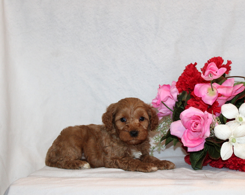 puppy, for, sale, Mini Goldendoodle F2B, Matthew B. Stoltzfus, dog, breeder, Gap, PA, dog-breeder, puppy-for-sale, forsale, nearby, find, puppyfind, locator, puppylocator, aca